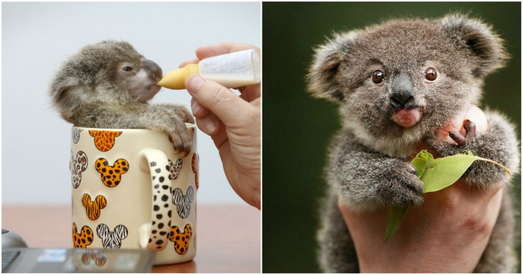 Esta Tierna Iniciativa Te Permite Adoptar Un Koala Para Salvarlos De La Extincion Retratos